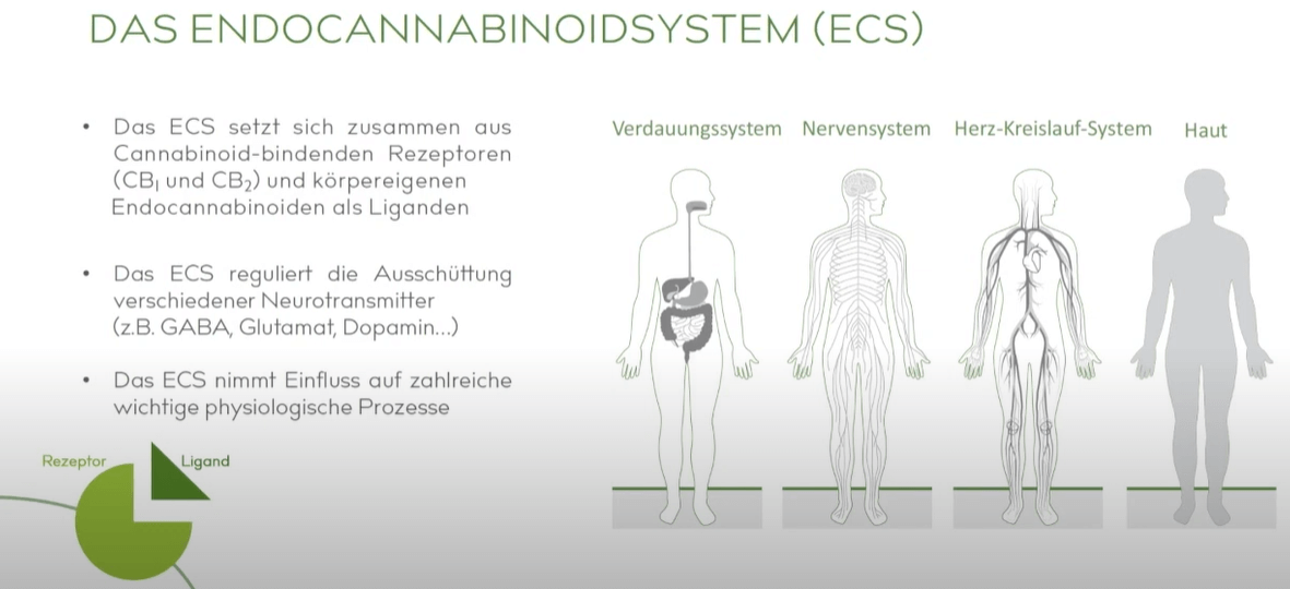 Cannabis Konsumformen Endocannabinoidystem